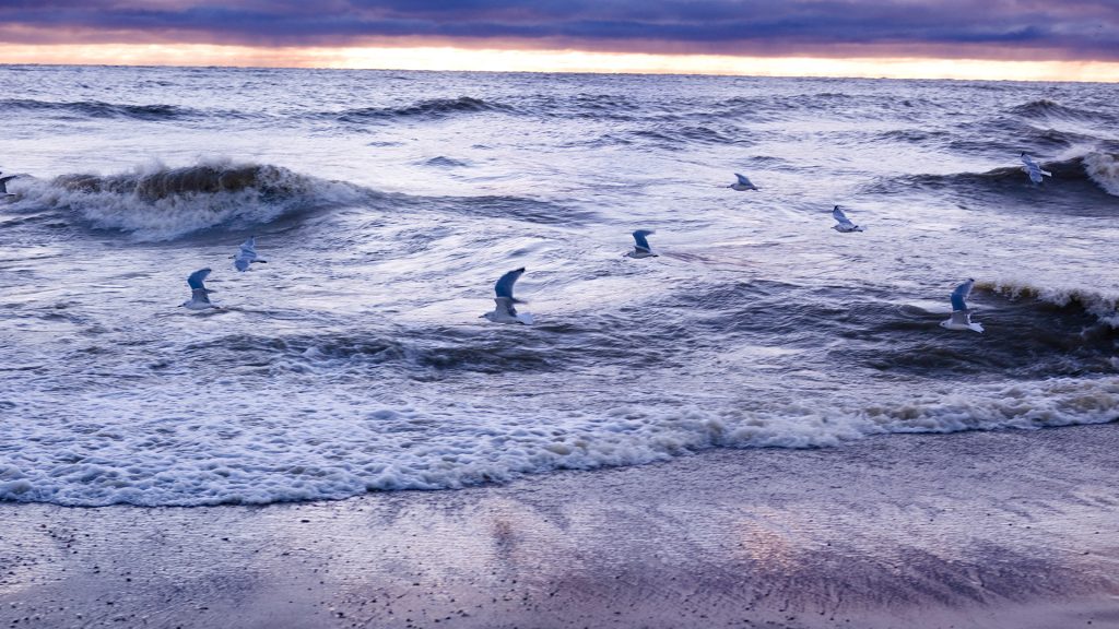 Birds flying over waves, Lake Winnipeg, Canada