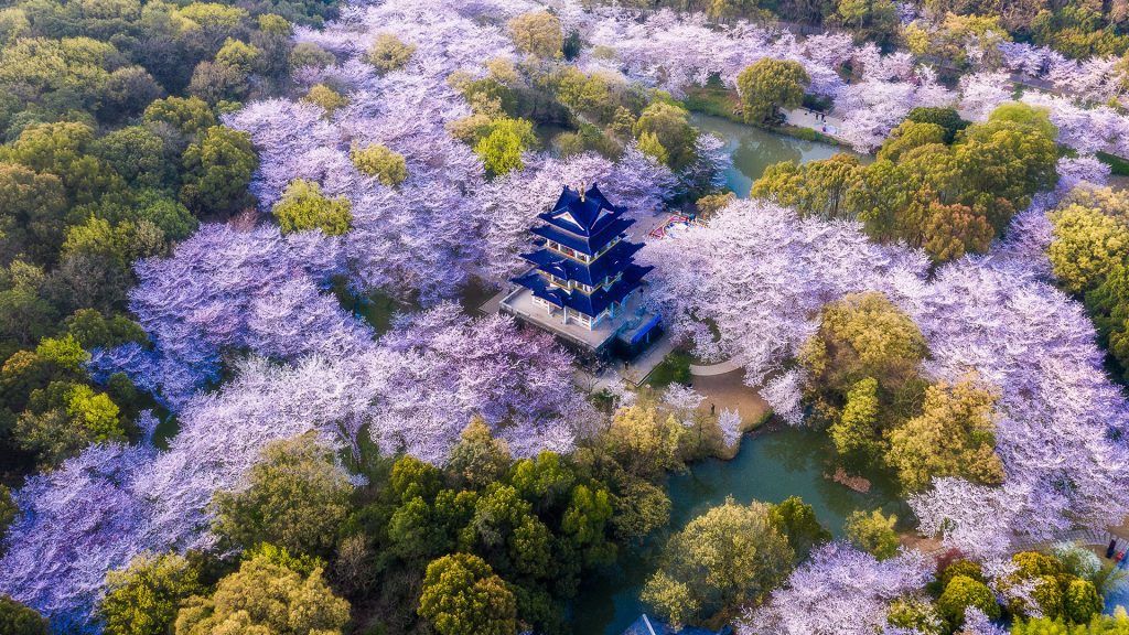 Aerial landscape of the spring cherry blossoms, Wuxi Yuantouzhu, Jiangsu, China
