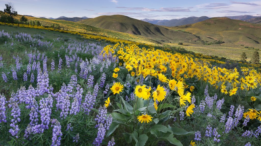 Methow Valley wildflowers, balsamroot and lupines, North Cascades, Okanogan, Washington, USA