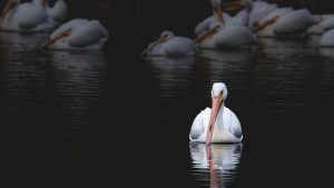 American white pelican swimming in a lake 7c8c9d8db5c108cd3224ac1022498a83