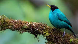 Red-legged Green Honeycreeper (Chlorophanes spiza) resting on branch, Alajuela, Costa Rica 8ff1bb11baf86d19d3ab1c04e7ae52b9