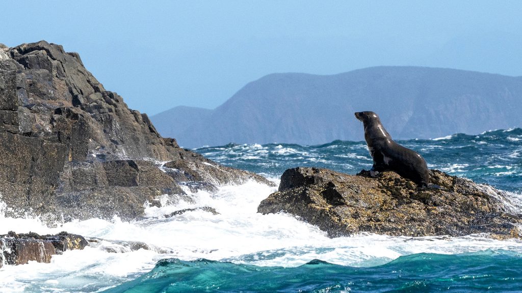 Australian fur seal in sunlight on a rock at The Friars, South Bruny, Tasmania, Australia Australian fur seal in sunlight on a rock at The Friars, South Bruny, Tasmania, Australia