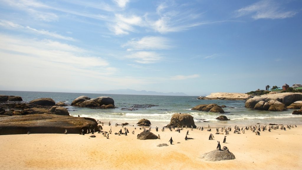 Penguins on Boulders Beach in South Africa