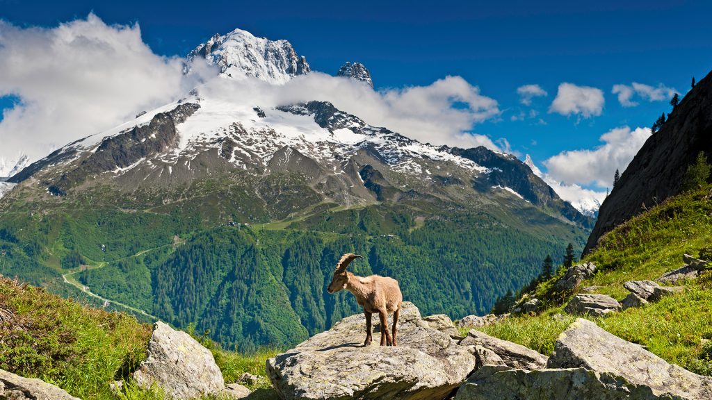 Alpine Ibex Capra ibex on rocks, Aiguille Rouges nature reserve, Chamonix-Mont-Blanc, France