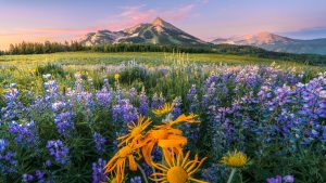 Wildflower field under summer morning sky, Mount Crested Butte, Colorado, USA 386416a110e1340af3388527016a2e88