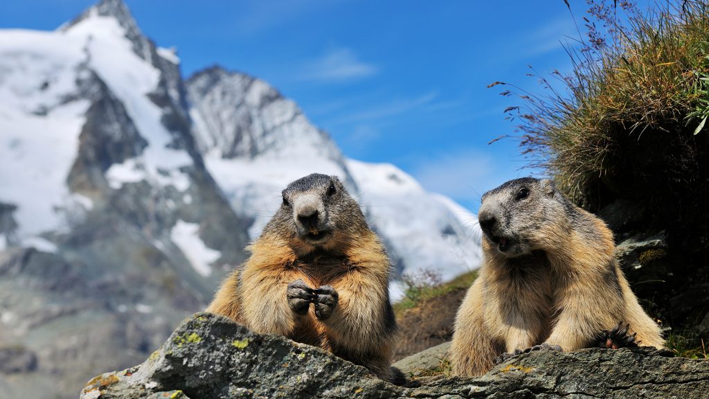 Alpine Marmots, Hohe Tauern National Park, Grossglockner High Alpine Road, Carinthia, Austria