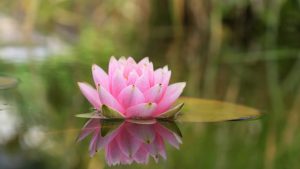 49a5725ec18bc11c7cb208900298c3f2