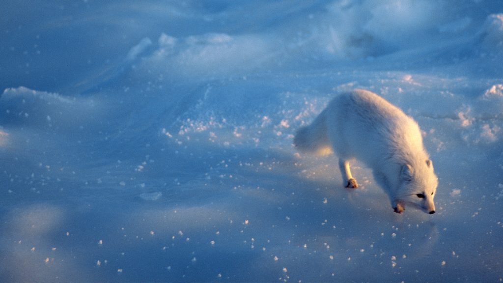 Arctic fox on ice, Churchill, Manitoba, Canada