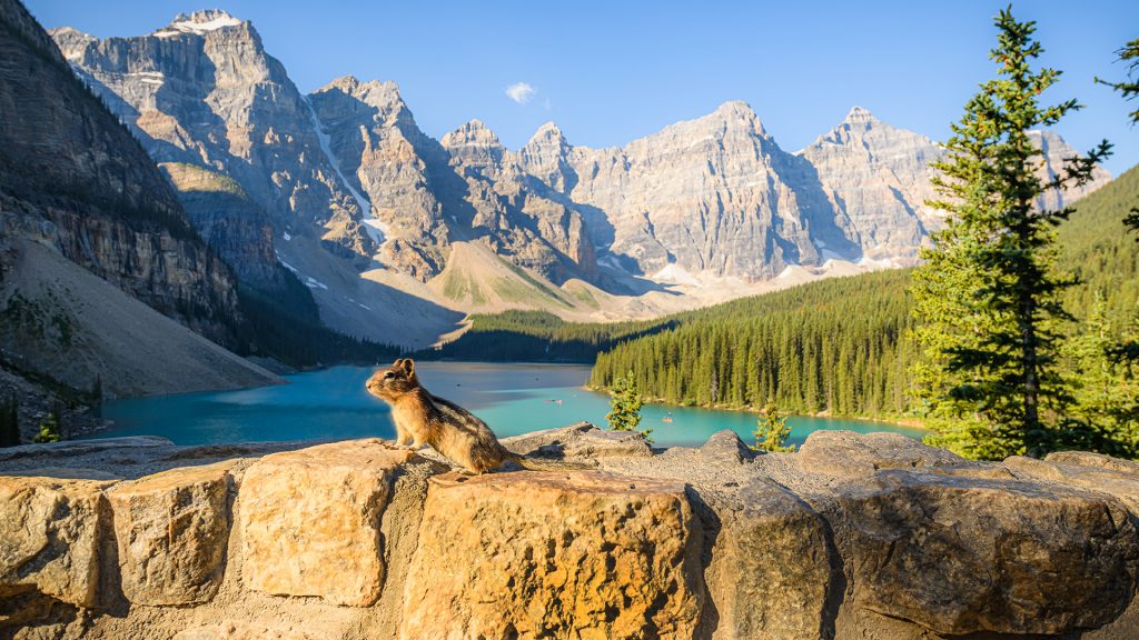 Curious chipmunk at the Ten Peak Valley, Moraine Lake, Banff National Park, Alberta, Canada