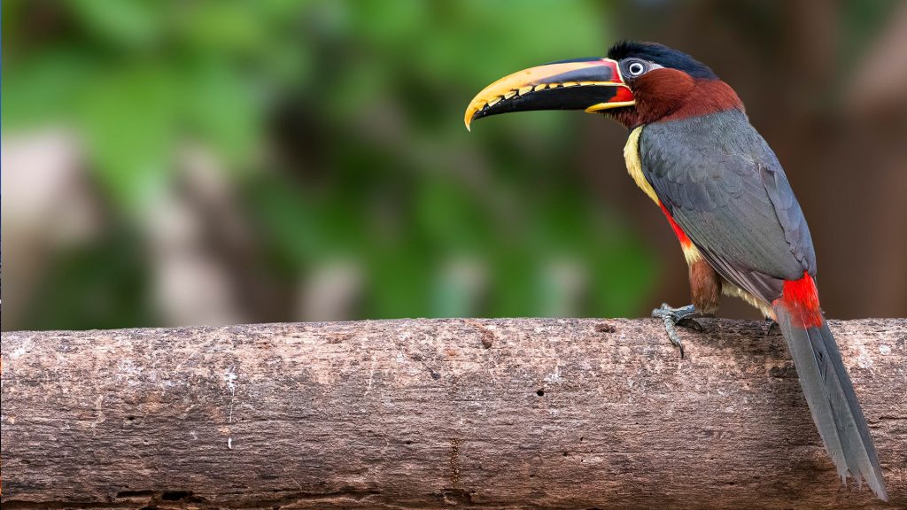 Chestnut-eared aracari (Pteroglossus castanotis), Pantanal, Mato Grosso, Brazil