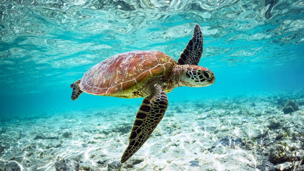 Green sea turtle gliding along coral fringes of Lade Elliott Island, Queensland, Australia