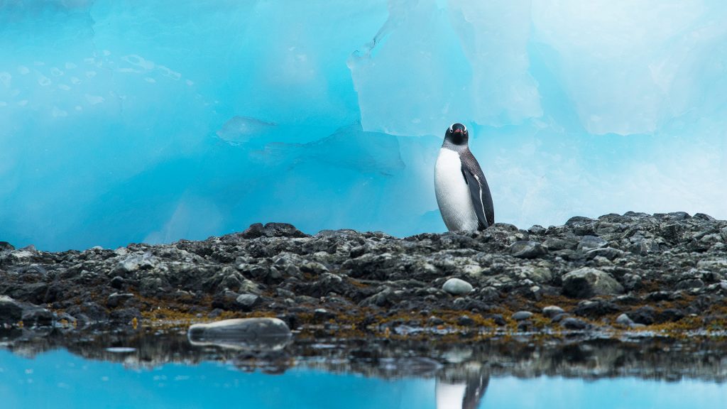 Gentoo penguin (Pygoscelis papua) on rocky shoreline amidst blocks of blue ice, Antarctica