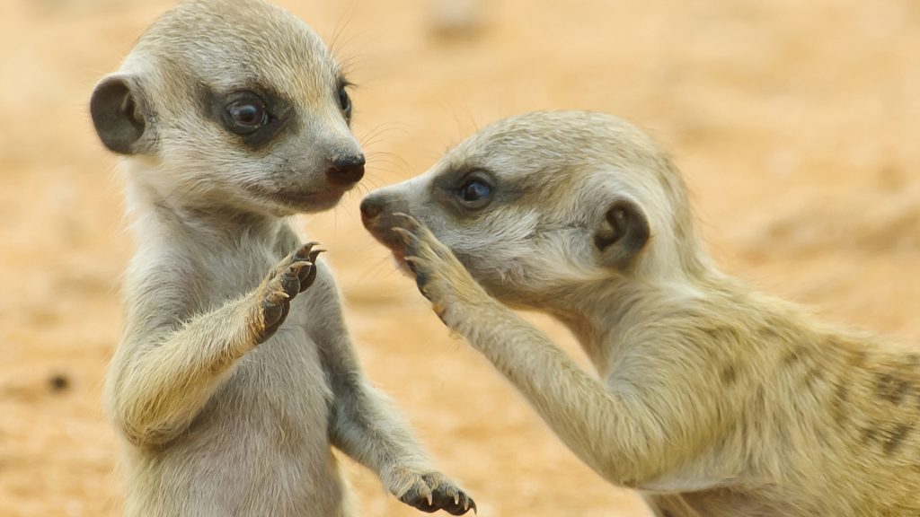 Two young suricates or meerkats (Suricata suricate), Kalagadi Desert, South Africa