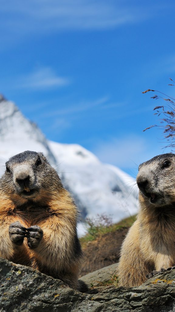 e9783304b154ea188af7b9fe41994592