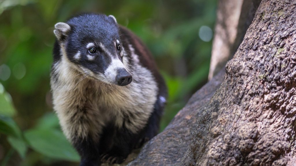 White-nosed coati (Nasua narica) in the jungle of Tikal National Park, Guatemala