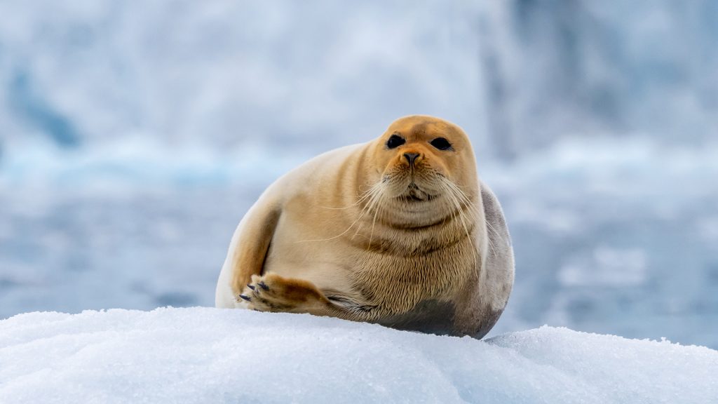 Lone Bearded Seal sitting on an iceberg in the Arctic, Svalbard and Jan Mayen Islands, Norway Lone Bearded Seal sitting on an iceberg in the Arctic, Svalbard and Jan Mayen Islands, Norway