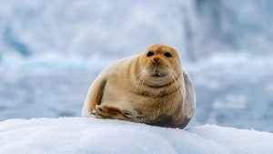 Lone Bearded Seal sitting on an iceberg in the Arctic, Svalbard and Jan Mayen Islands, Norway 016438456b37ef887c488d09220f10a6