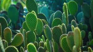 Prickly Pear Cactus, Arizona, USA 08c9b7d361051f6d9194b5f965fce14b