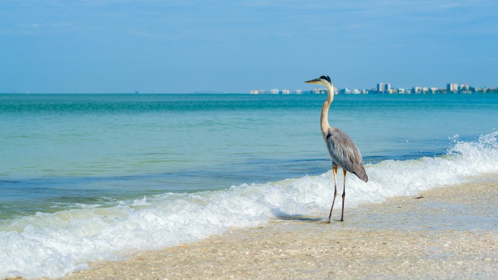 Majestic Great Blue Heron on the shore in Fort Myers Beach on the west coast of Florida, USA