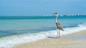 Majestic Great Blue Heron on the shore in Fort Myers Beach on the west coast of Florida, USA 0cea75a5a22edacbc12f355240cbc636
