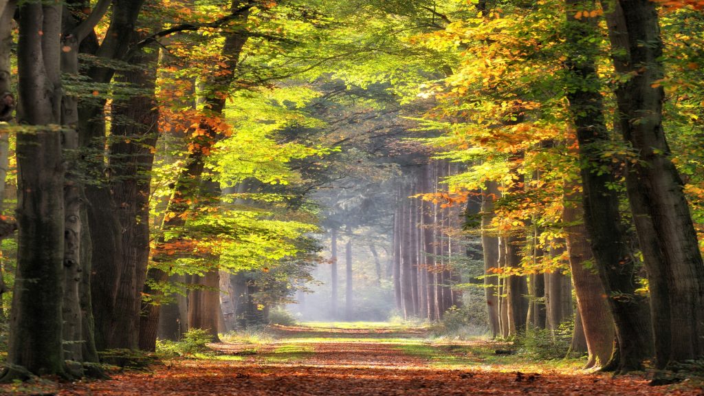Autumn colored leaves glowing in sunlight in avenue of beech trees, Gelderland, Netherlands