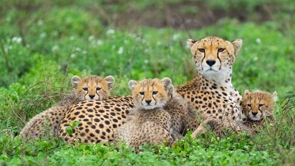 ab1a002e9c978380a75aaaef9d6de709