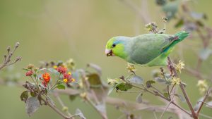 Pacific Parrotlet (Forpus coelestis) feeding on lantana fruit, Guayaquil, Ecuador baaf0767d91e974ff180928bfcae3499