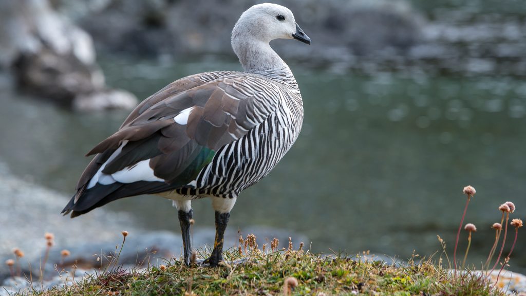 102caaeb5443b8886f7ba926ed1abf75