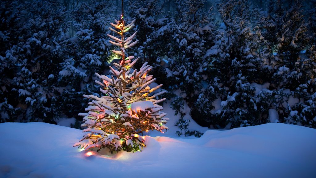 Christmas tree with fresh and fluffy snow
