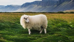 b6f3663fb4bff01bbc5286343c009bb4