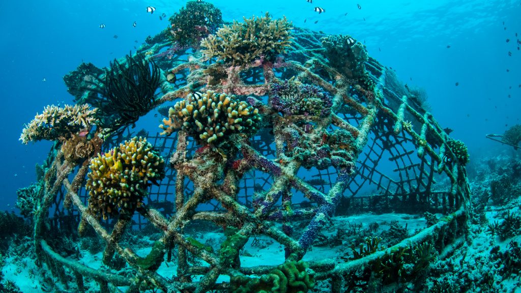 Biorock coral reef in Gili, Lombok, West Nusa Tenggara, Indonesia