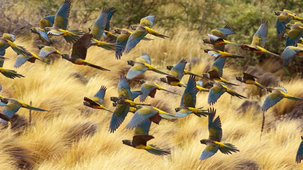 A flock of burrowing parakeets parrots in flight, Neuquén Province, Argentina